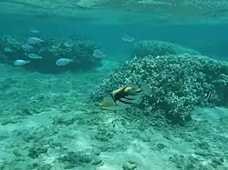 A La Réunion (avec des Chromis viridis).