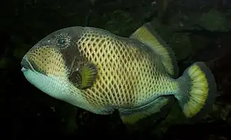 Balistoides viridescens