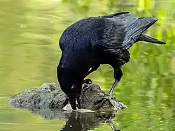 Oiseau noir perché sur un rocher émergeant de l'eau et tenant dans son bec un morceau de pain de mie qu'il est en train de tremper.