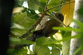 Description de l'image Bamboo Woodpecker imported from iNaturalist photo 3847565 on 27 January 2022.jpg.