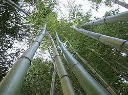 Phyllostachys vivax 'Huanwenzhu'