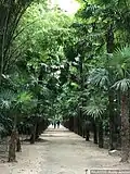 L'allée des Trachycarpus à la Bambouseraie.