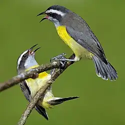 Sucrier à ventre jaune (Coereba flaveola)