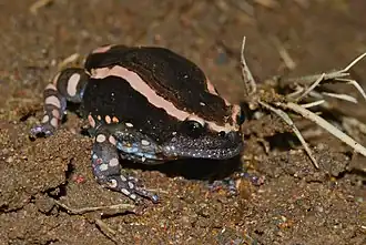 Description de l'image Banded Rubber Frog (Phrynomantis bifasciatus) (7006396375).jpg.