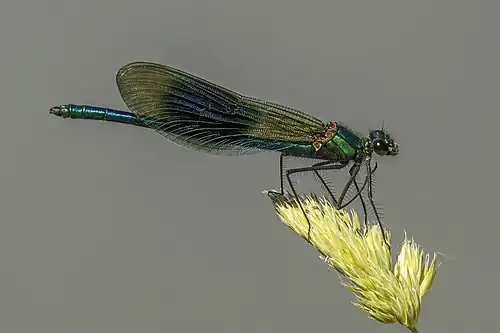 Calopteryx splendens mâle