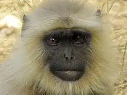 Langur.
