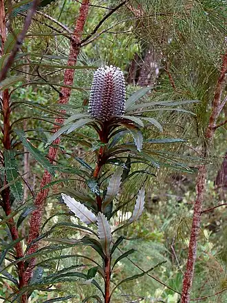 Description de l'image Banksia plagiocarpa HI.jpg.