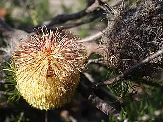 Description de l'image Banksia scabrella flwr windfarm email.jpg.
