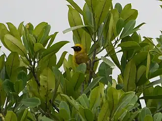 Description de l'image Bannerman's Weaver (Ploceus bannermani).jpg.
