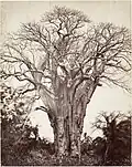 Un baobab multi-centenaire à Mohéli en 1863, photographié par Désiré Charnay