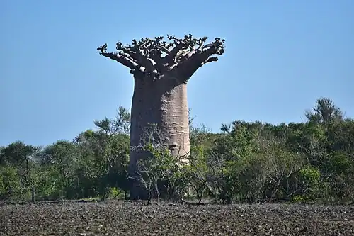 Baobab taillé à Andavadoaka, région Atsimo-Andrefana, Madagascar