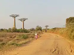 Allée des Baobabs.