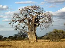 Baobab africain (Adansonia digitata).