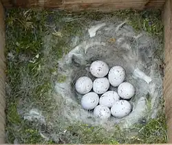 Neuf œufs blancs tachetés de marron sur un nid de mousse à l'intérieur d'un nichoir.