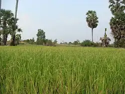 Province de Kampong Thom