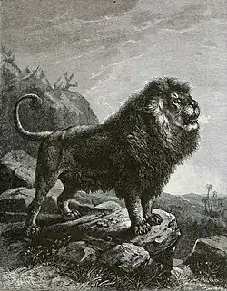 Un lion de Barbarie (gravure de 1898).