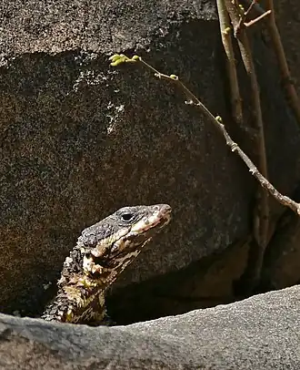 Description de l'image Barberton Girdled Lizard (Smaug barbertonensis) looking out of a crack ... (32461246645).jpg.