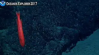 Barbourisia rufa (Cetomimiformes)