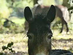 Oreilles et haut de la tête.