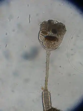 Barentsa discreta, un Entoprocta.