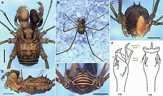 Description de l'image Barinas virginis (10.3897-evolsyst.6.78123) Figure 3.jpg.