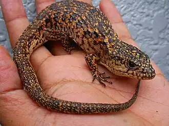 Description de cette image, également commentée ci-après