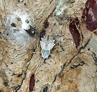 Description de l'image BarkSpiderKaveri1.jpg.