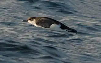 Description de l'image Barolo Shearwater.jpg.