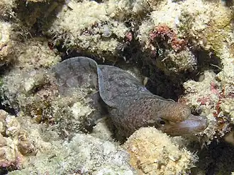 Description de l'image Barred Fin Moray, Bunaken Island.jpg.