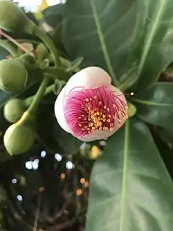 Barringtonia asiatica.