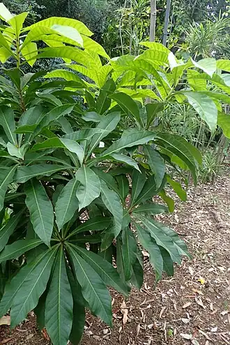 Description de l'image Barringtonia neocaledonica kz1.JPG.