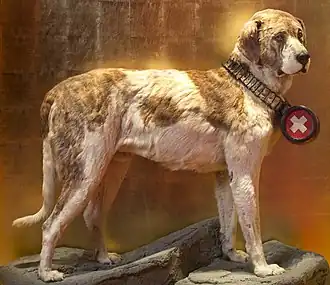 Musée d'histoire naturelle de Berne, Barry.