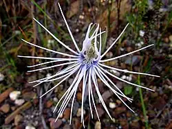 Holothrix burmanniana.