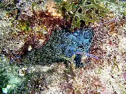 Bartholomea annulata (en) et Ancylomenes pedersoni