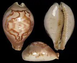 Barycypraea fultoni