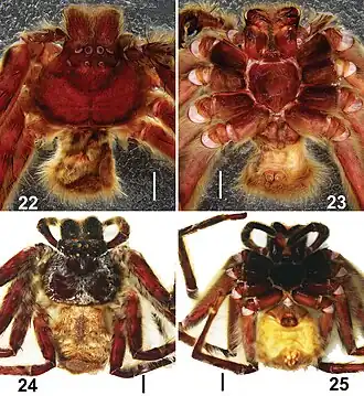 Description de l'image Barylestis saaristoi (10.3897-zookeys.832.32569) Figures 22–25.jpg.