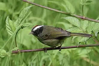 Description de cette image, également commentée ci-après