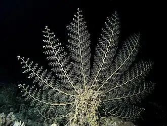 Une gorgonocéphale se nourrissant de nuit en Mer Rouge.