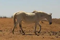 photo d'un cheval blanc marchant dans un paysage désertique