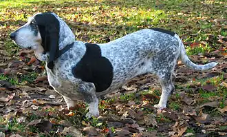 Basset bleu de Gascogne.