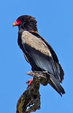 Bateleur des savanes.
