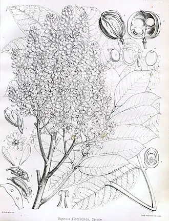 Description de l'image Batesia floribunda in Bentham 1865.jpg.