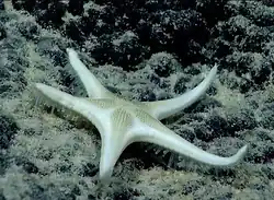 Bathyceramaster inornata