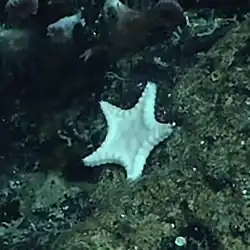 Bathyceramaster smithi