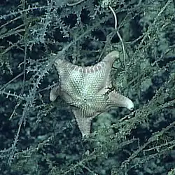 Bathyceramaster teres