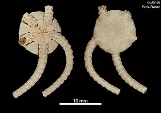 Bathypectinura heros (MNHN)