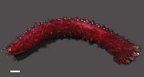 Bathyplotes cf. moseleyi