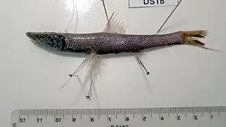Bathypterois dubius