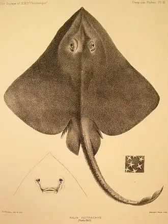 Description de l'image Bathyraja isotrachys.jpg.