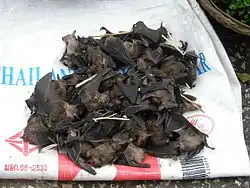 Chauve-souris destinées à être mangées, au Laos